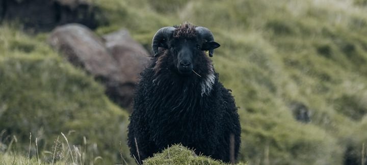 Ein schwarzes Schaf mit gewundenen Hörnern steht auf einer grünen Wiese.