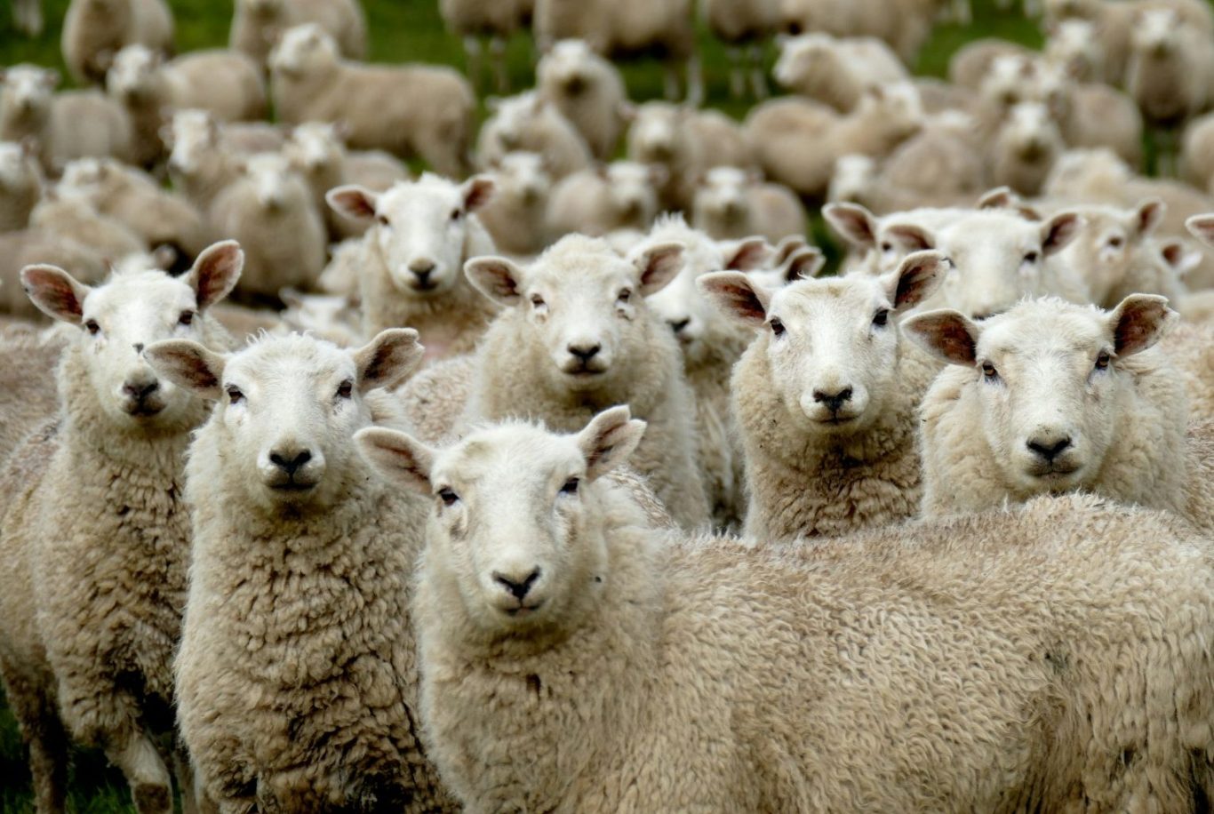 Eine Herde von Schafen auf einer Wiese, viele Schafe sehen direkt in die Kamera.